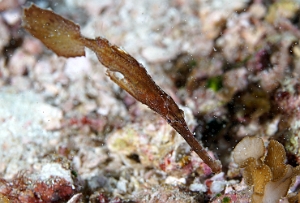 Raja Ampat 2019 - DSC08218_rc - Robust ghost pipefish - Poisson fantome d herbier - Solenostomus cyanopterus